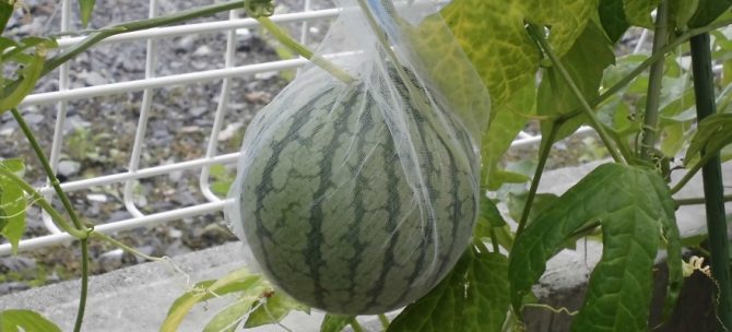 野菜作り、庭造り・・・室外での楽しみをご紹介します！